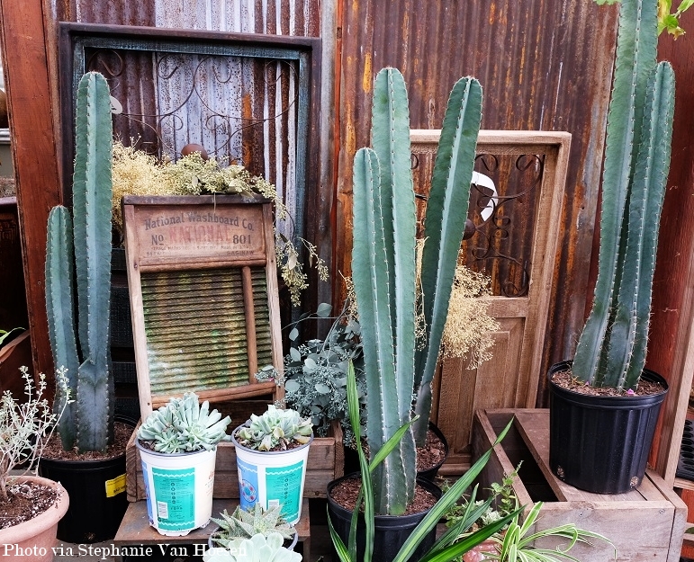 11_Peruvian Cacti_caption