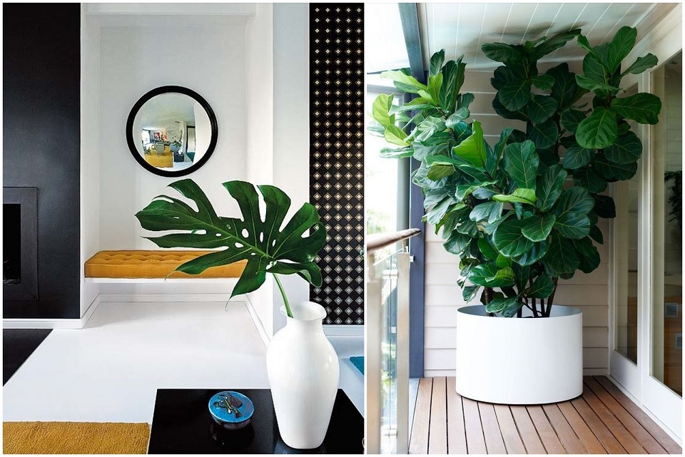 Featured image for “The Indoor Garden – What’s hot for 2016?”