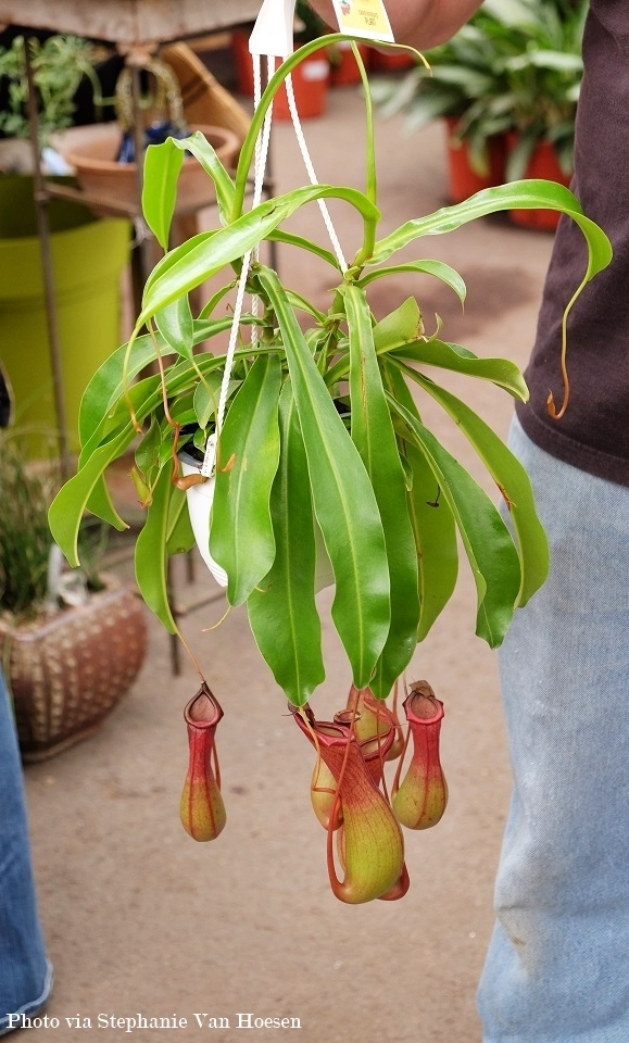 2_Pitcher Plant_caption