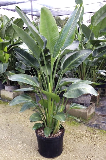 The Indoor Garden - What's hot for 2016? - Flock South