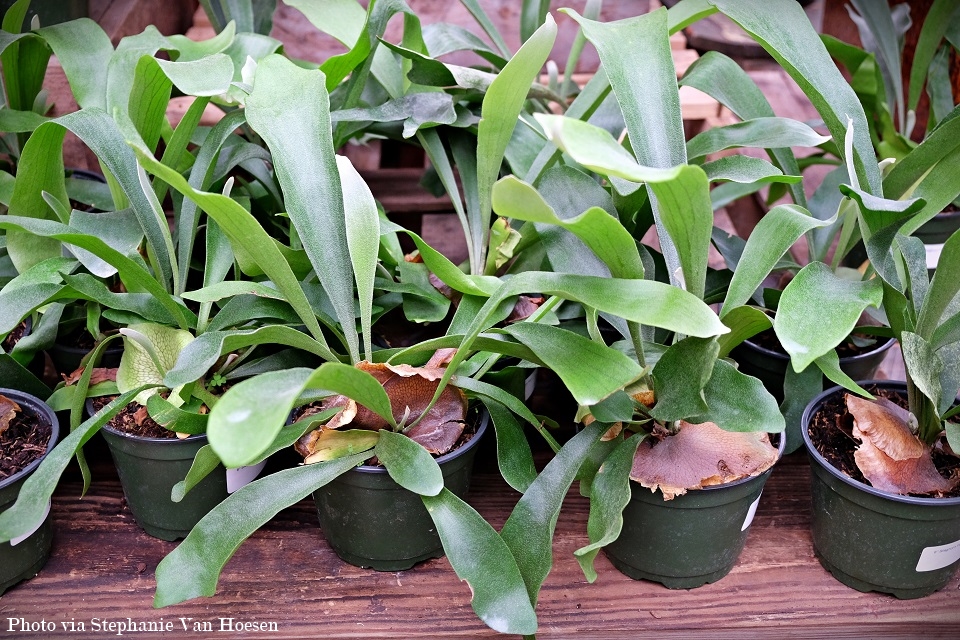 9_Staghorn Fern_caption